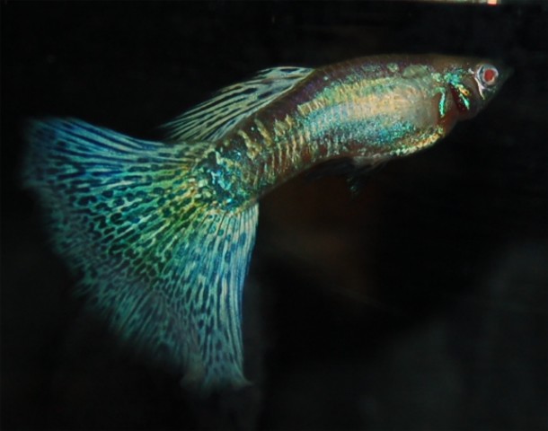 Gorgeous Guppies – Selling Guppies since 2005